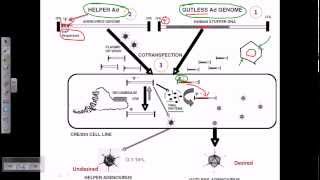 Vectors part 2 M13 phage and lambda phage [upl. by Fineman]