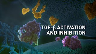 TGFβ Activation and Inhibition  Science Animation [upl. by Reahard]