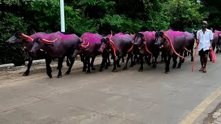 Beautiful Pandharpuri Buffalo  सुंदर पंढरपुरी म्हशी [upl. by Moreno]