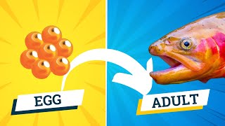 Fish Life Cycle  Egg to Adult in 5 Stages [upl. by Aiseneg]