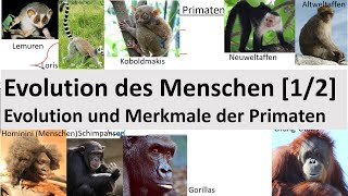 Evolution des Menschen 12  Evolution  Merkmale der Primaten Biologie Oberstufe [upl. by Eelrac]