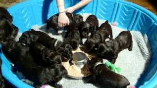 4 week old Boykin Spaniel Puppies  Dinner time [upl. by Itaws]