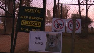 US woman killed by lion mauling in South Africa [upl. by Kciredec]