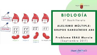 ALELISMO MÚLTIPLE GRUPOS SANGUÍNEOS AB0 [upl. by Noicpesnoc949]