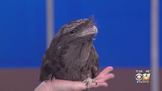 Wild Wednesday Tawny Frogmouth [upl. by Philemol]