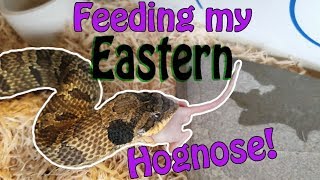 My Eastern Hognose Snake Eats a Mouse [upl. by Goulet]