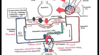 Pulmonary Vascular Physiology Pressure and Hypertension [upl. by Pliner358]