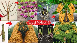 Best Videos  Unique Techniques Grafting Trees [upl. by Wamsley858]