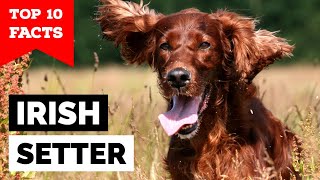 Irish Setter  Top 10 Facts [upl. by Ryter]