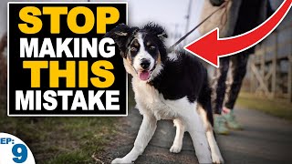 5 Mistakes People Make When Teaching A Puppy To Walk On Leash [upl. by Lleynad986]