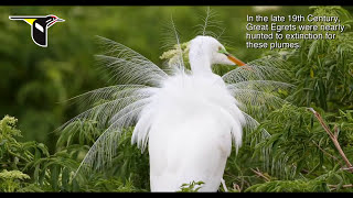 The Great Egret During Nesting Season [upl. by Allcot]