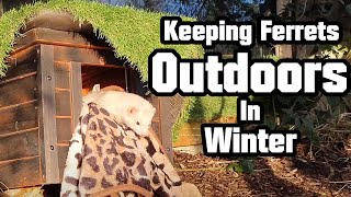 Tips amp Tricks for Keeping Ferrets Outdoors in Winter  What We Use [upl. by Manoff264]