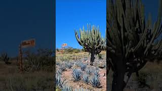 Stenocereus queretaroensis everywhere in this part of Zacatecas Many wild and many on Agave farms [upl. by Eillam]