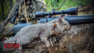 Gray Squirrel Hunt amp Cook  Oregon Squirrel Camp  2021 Hunting Season EP09 [upl. by Odey]