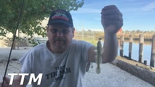 Fishing with Live MudsuckersGobiesGood Bait for Fall Striped Bass Fishing [upl. by Siahc]