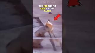 🦠This Is Why RABIES Is So DEADLY🐾 shorts rabies animals [upl. by Putnem]