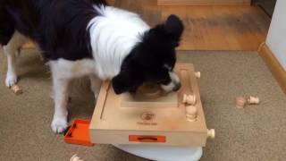 Clever Border Collie shows his intelligence [upl. by Meli]