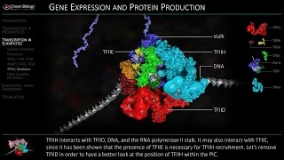 Transcription in Eukaryotes  Initiation [upl. by Alaek863]