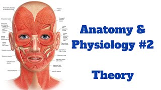 Anatomy and Physiology 2 [upl. by Bernete]