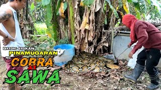 Dating ITIKAN PINAMUGARAN ng COBRA at SAWA  zuma haring ahas [upl. by Tenahs]