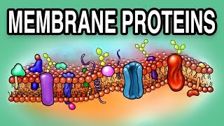 MEMBRANE PROTEINS  Types and Functions [upl. by Acisse]