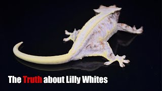 The TRUTH about the Lilly White Crested Geckos [upl. by Mirisola]