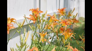 Hemerocallis Fulva  Ditch Lily Orange Daylily [upl. by Meeharbi]