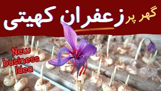 Saffron farming New unique business idea 2024  zafran ki kasht in pakistan [upl. by Cerveny]