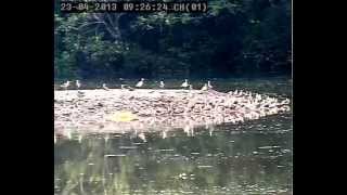 Otters and Whimbrels at Sungei Buloh Wetland Reserves [upl. by Jonas304]