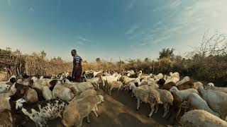 Pastoralists’ voices in 360–intercommunity coexistence in the Greater Karamoja Cluster 2D trailer [upl. by Grannia]