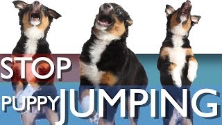 3 Ways To Stop Your Puppy From Jumping [upl. by Amelie]