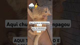 CHUVEU RELAMPAGOU E REPANGALEJANDO 🤔🌧⚡️catshorts petlover foryoupageofficiall cuteanimal [upl. by Usanis]