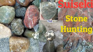 SUISEKI STONES HUNTING IN THE RIVER [upl. by Trammel779]