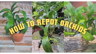 HOW TO REPOT ORCHIDS REPOTTING DENDROBIUM ORCHIDS FOR BEGINNERS orchid care for beginners [upl. by Zashin]