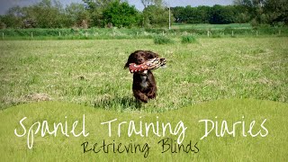 Gundog Training  Practicing blind retrieves in the presence of a marked retrieve [upl. by Kathi]