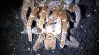 Pelinobius muticus Verpaarung mating  Bock wird gefressen male gets eaten up [upl. by Kuo]