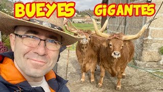 Bueyes en PORTUGAL đź‚ CHULETĂ“N GIGANTE đźĄ©GANADERĂŤA [upl. by Vocaay559]