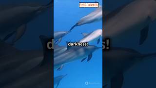 5 MindBlowing Dolphin Facts You Didnt Know [upl. by Leler842]