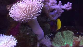 Species Spotlight Season 2  The Yellow Coris Wrasse  Episode 28 [upl. by Kaye]