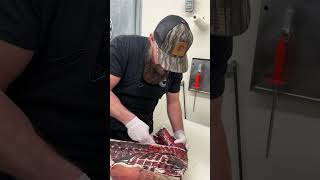 Watch now on YouTube We Dry Aged Deer 6 WEEKS Does it Make a Difference 🦌🔪shorts [upl. by Gresham513]