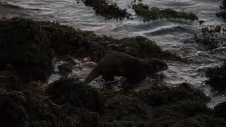 Otter family Ardnamurchan peninsular [upl. by Alda]