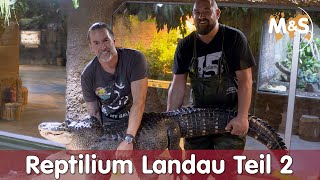 Alligator füttern mit Uwe Wünstel  Reptilium Landau  Teil 2  Reptil TV [upl. by Senzer714]