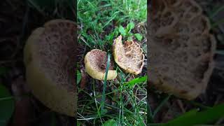 Boletus chrysentheron Xerocomellus chrysentheron mushroom boletus nature autunno fungi [upl. by Heti]