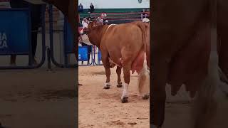 🔴 SIMMENTAL CATTLE ✅ Biggest Bulls And Cow [upl. by Ernestine790]