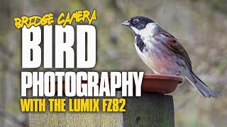 Bird Photography with a Bridge Camera  Panasonic FZ82 [upl. by Mccollum]