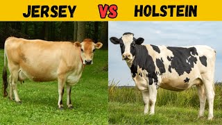 Holstein vs Jersey Cow  Best Dairy Breed Revealed [upl. by Britte595]