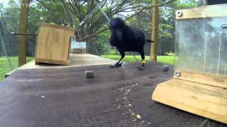 Smartest Bird the intelligent raven solves the puzzle [upl. by Galina]