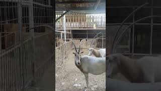 Scimitar Oryx  scimitar horned Oryx oryx scimitaroryx animal hornedoryx shortvideo animals [upl. by Redfield]