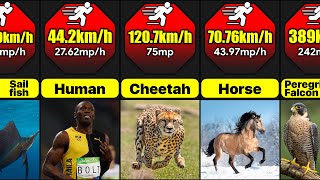 What Are The Fastest Animals In The World  Comparison [upl. by Isbel]