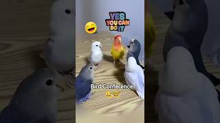 Bird Conference funny birds shortsfeed shorts pets nature [upl. by Idahs]